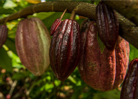Cacao pods up close and hanging from the tree