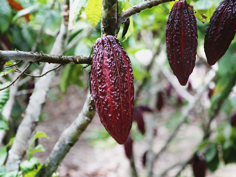 Does Cacao Have Caffeine In It?