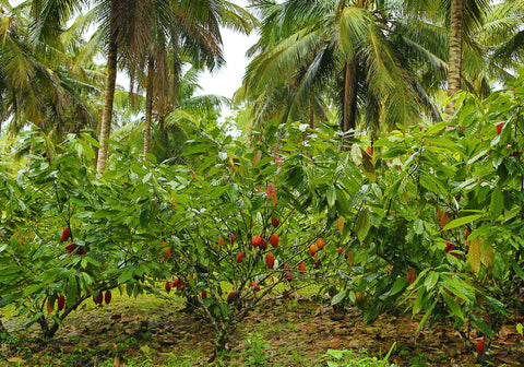 A rainforest with cacao trees